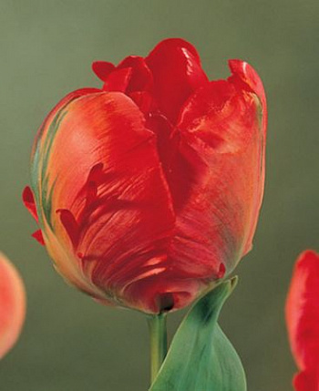 Тюльпан попугайный Холлэнд Хеппенинг