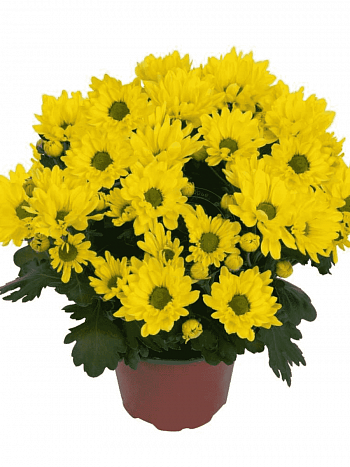 Хризантема Breeze Sol (Yellow)