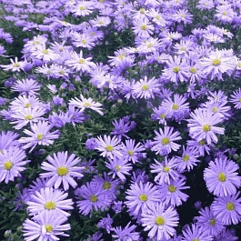 Астра кустарниковая Professor Anton Kippenberg