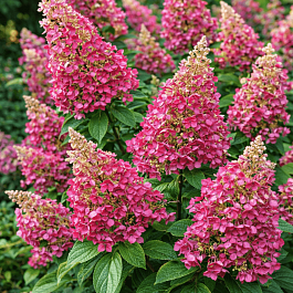 Гортензия метельчатая Baby Lace