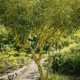 Ива белая Коралл