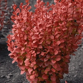 Барбарис Тунберга Orange Rocket