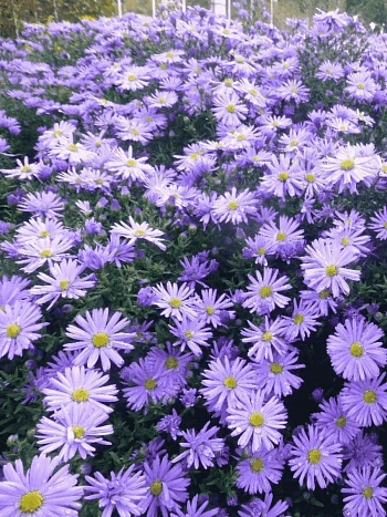 Астра кустарниковая Professor Anton Kippenberg