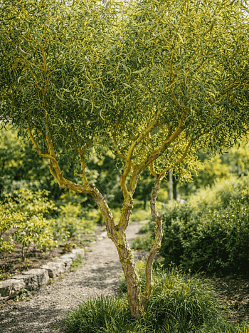 Ива белая Коралл