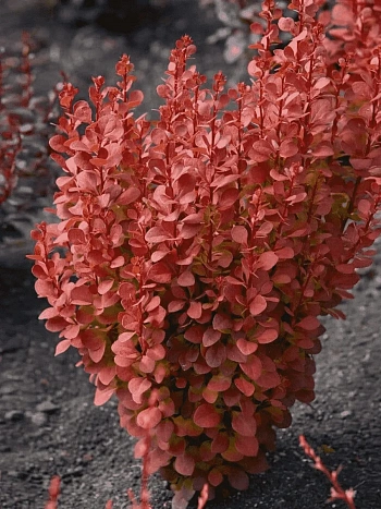 Барбарис Тунберга Orange Rocket