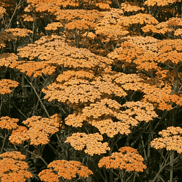 Тысячелистник обыкновенный Terracotta