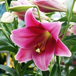 Лилия лонгифлорум Пинк Хевен НАБОР 2ШТ (2+2)