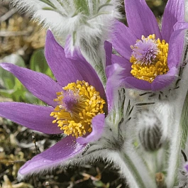 Прострел Галлера