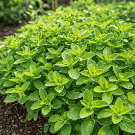 Душица обыкновенная Vitara Green