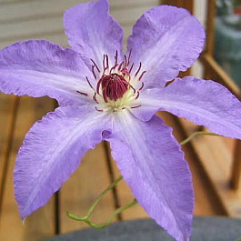 Клематис крупноцветковый Лаура