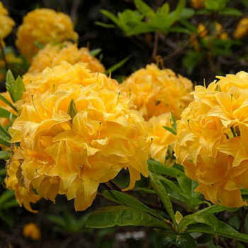 Азалия японская Yellow Pom Pom