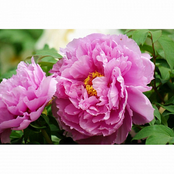 Пион древовидный Богатство и Звание