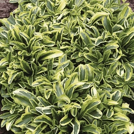 Арабис Фердинанда Кобургского Old Gold