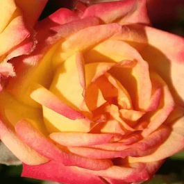 Роза Миниатюрная Little Sunset