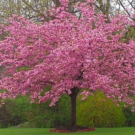 Вишня мелкопильчатая Pink Perfection
