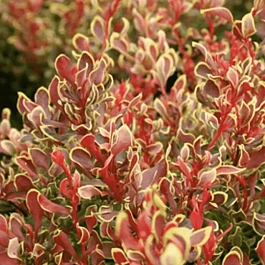 Барбарис Тунберга Golden Ruby