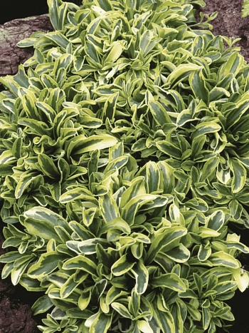 Арабис Фердинанда Кобургского Old Gold