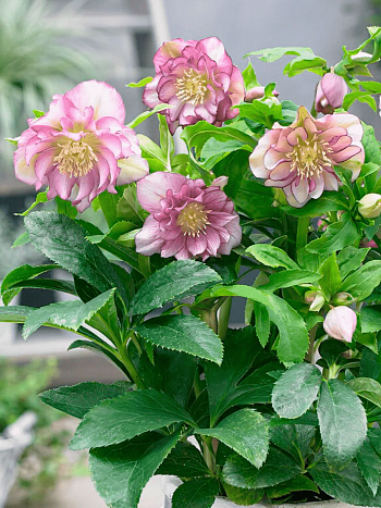 Морозник восточный Pink Double