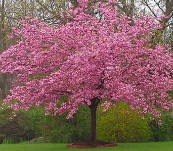 Вишня мелкопильчатая Pink Perfection