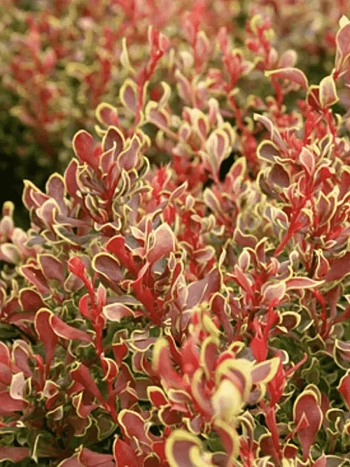 Барбарис Тунберга Golden Ruby