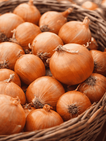 Лук-севок Турбо