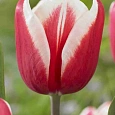 Тюльпан триумф Guus Papendrecht