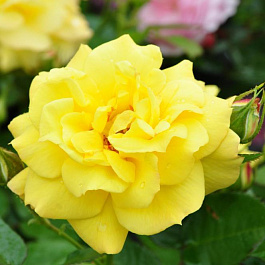 Роза флорибунда Ян Спек