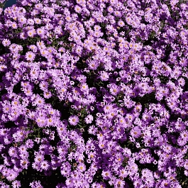 Астра кустарниковая Herbstgruss vom Besserhof