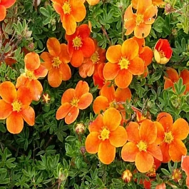 Лапчатка кустарниковая Marmalade