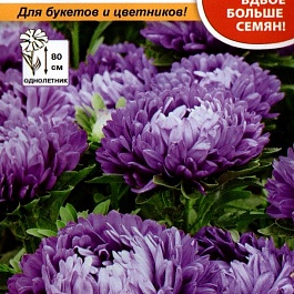 Астра Фламир Бело-Голубой
