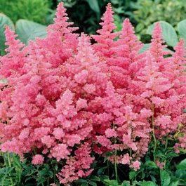 Астильба японская Кантри энд Вестерн Астильба японская Кантри энд Вестерн