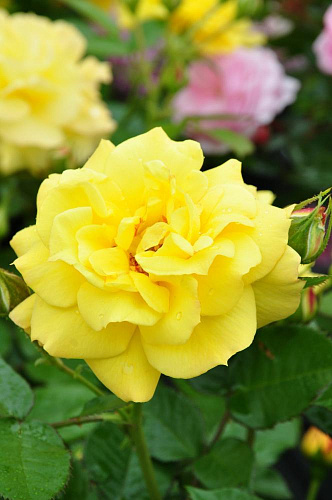 Роза флорибунда Ян Спек