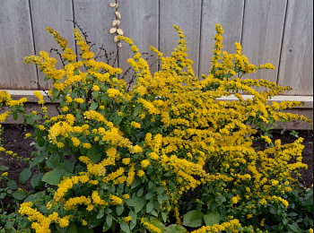 Золотарник морщинистый Файрворкс