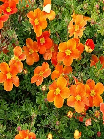 Лапчатка кустарниковая Marmalade