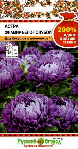 Астра Фламир Бело-Голубой