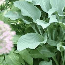 Хоста Krossa Regal