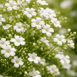 Гипсофила ползучая Filou White