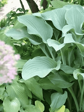 Хоста Krossa Regal