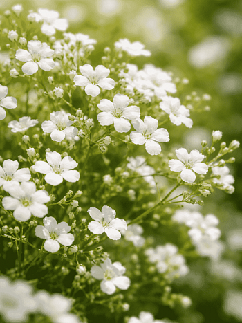 Гипсофила ползучая Filou White