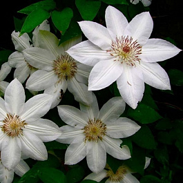 Клематис крупноцветковый Генри