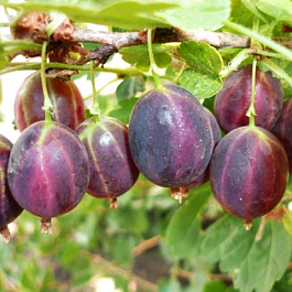 Крыжовник Мичуринец