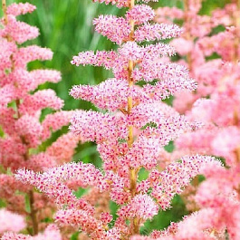 Астильба китайская Глиттер энд Гламур