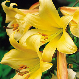 Лилия трубчатая Голден Сплендор НАБОР 2ШТ (2+2)