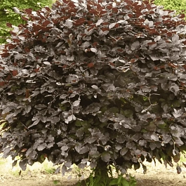 Бук лесной Atropunicea