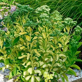 Очиток ложный Mediavariegata