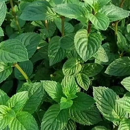 Мята Фруктовый лёд