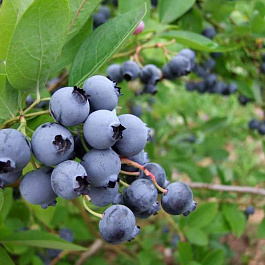 Голубика высокорослая Торо