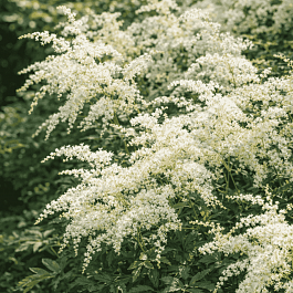 Астильба простолистная White Sensation
