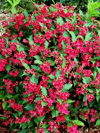 Вейгела цветущая Nain Rouge