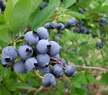 Голубика высокорослая Торо